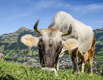 Bergerlebnis Kitzbüheler Alpen